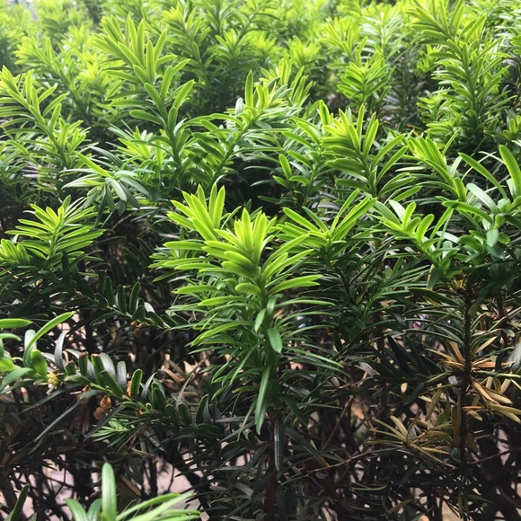 Meet your Posher, Donna - Picture 1 of 8